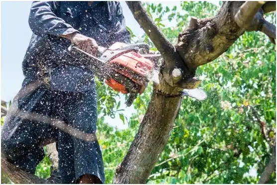 tree services Blooming Grove